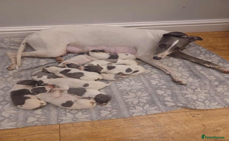 Whippet dogs - Advert 6
