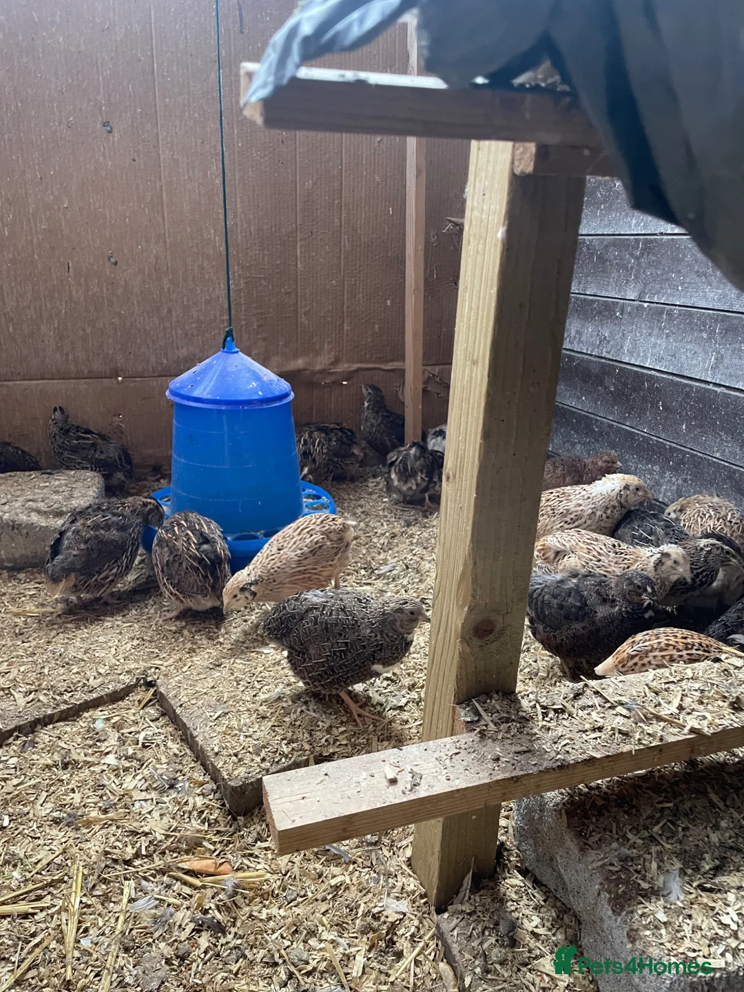 Quail poultry for sale: Quail free for collection  - Advert 3