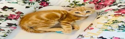 Mixed Breed cats for sale: ** Glamorous Ginger Girl ** Bengal Cross ** - Advert 14