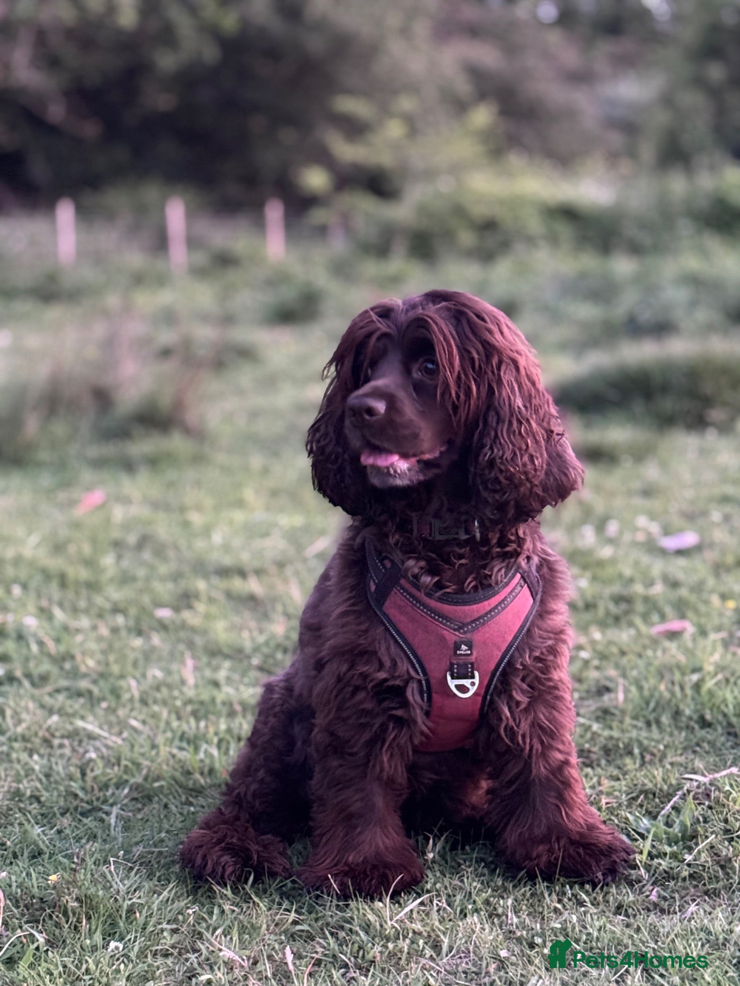 Cocker Spaniel dogs Cocker spaniel She’s now 5 years old  - Advert 5