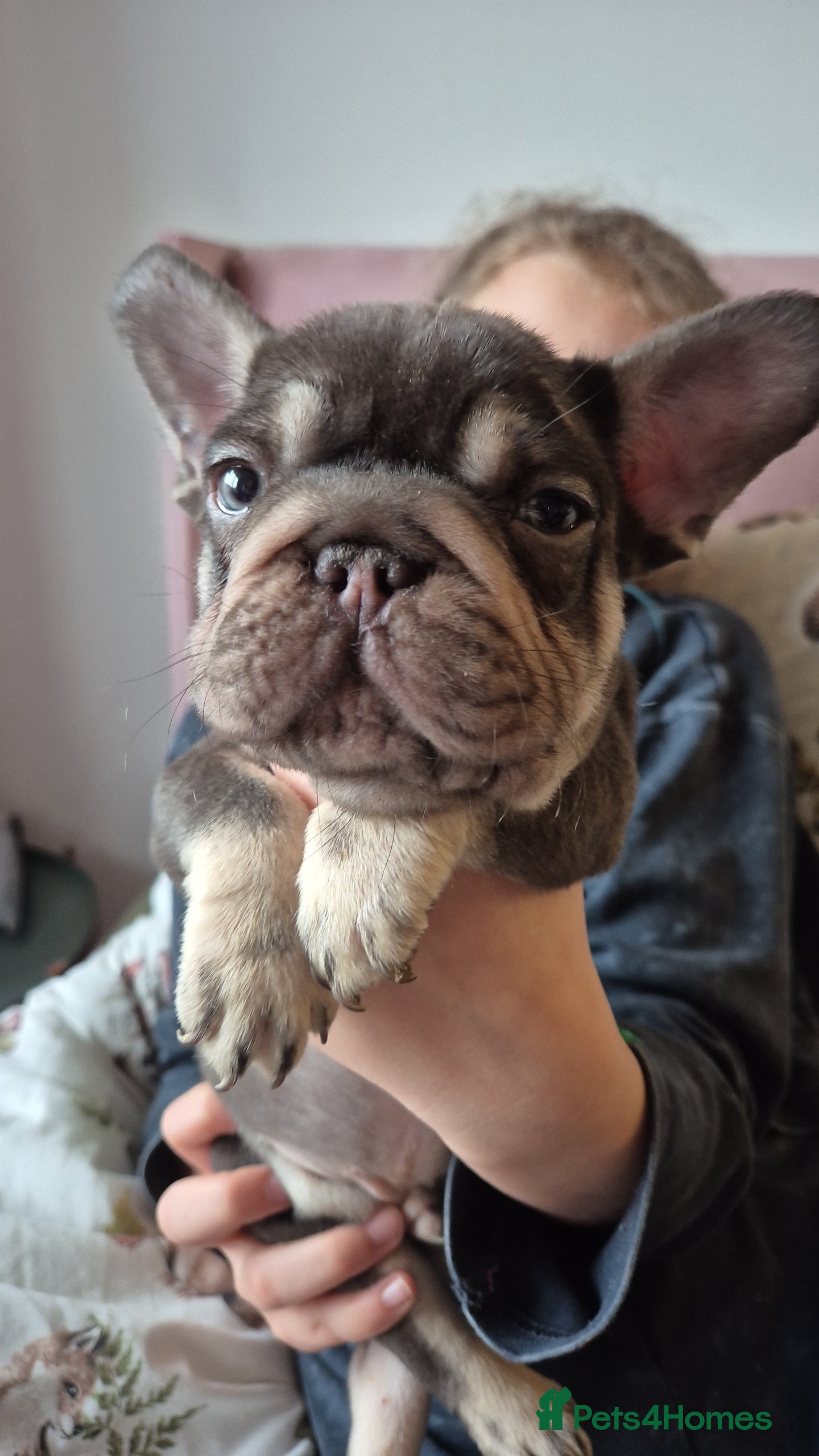 French Bulldog dogs Beautiful Frenchie Pups - Advert 15