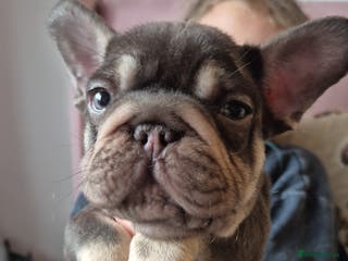 French Bulldog dogs Beautiful Frenchie Pups - Advert 10