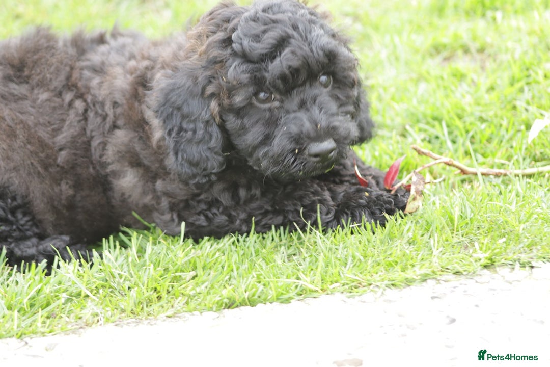 Poochon dogs for sale: F1 Poochon puppy for sale - Image 26