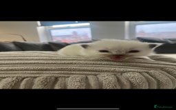 Ragdoll cats for sale: 4 blue point Ragdoll kittens  - Image 6