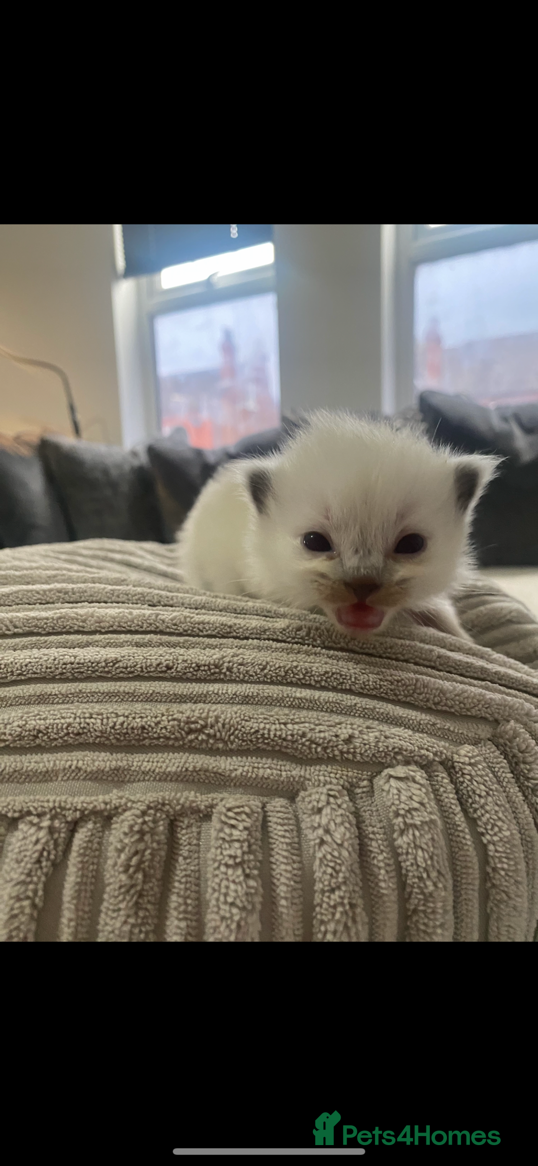 Ragdoll cats for sale: 4 blue point Ragdoll kittens  - Image 6