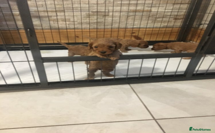 Cavapoo dogs - Advert 13