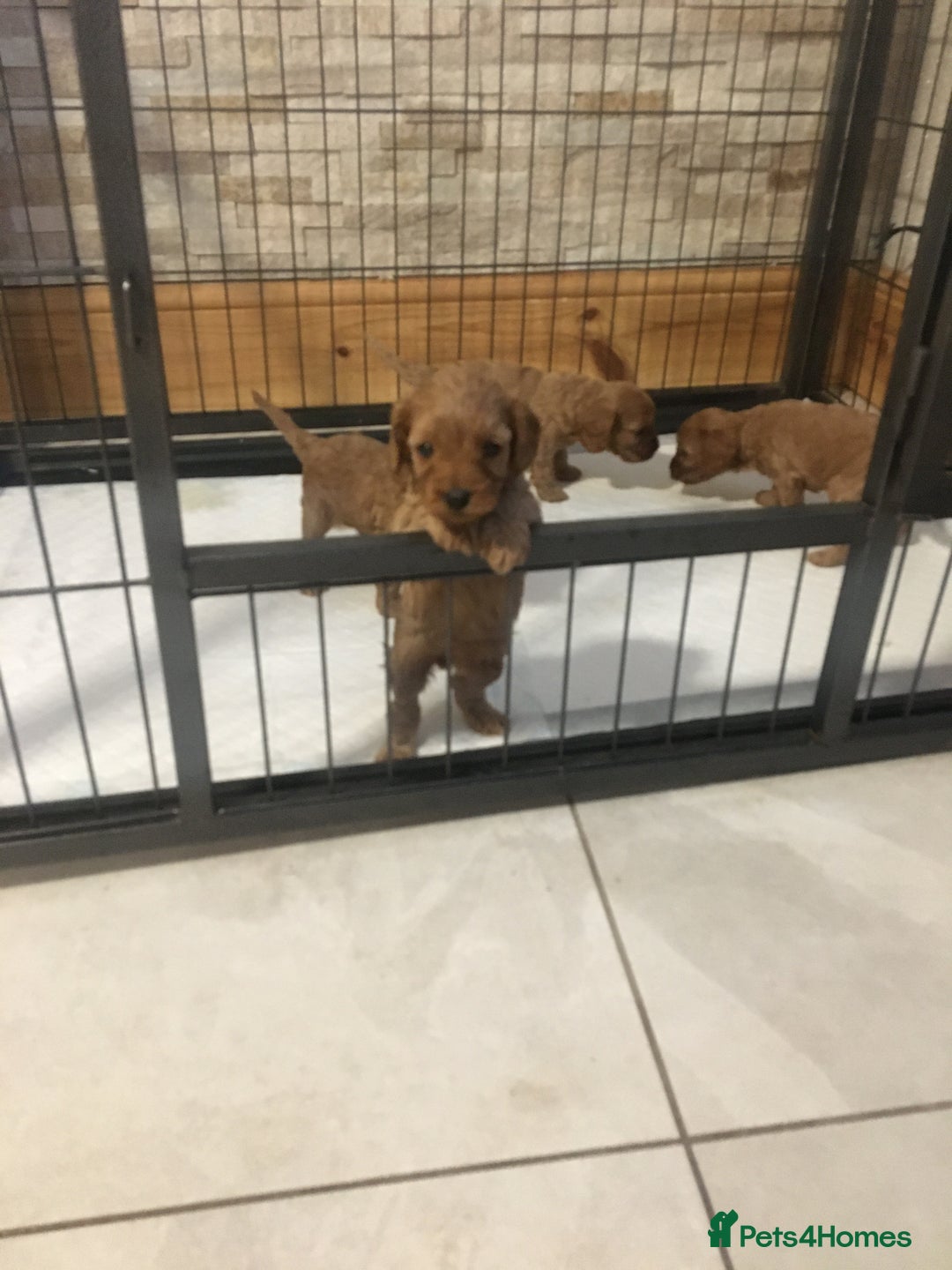 Cavapoo dogs for sale: Stunning F1 cavapoos  - Image 1