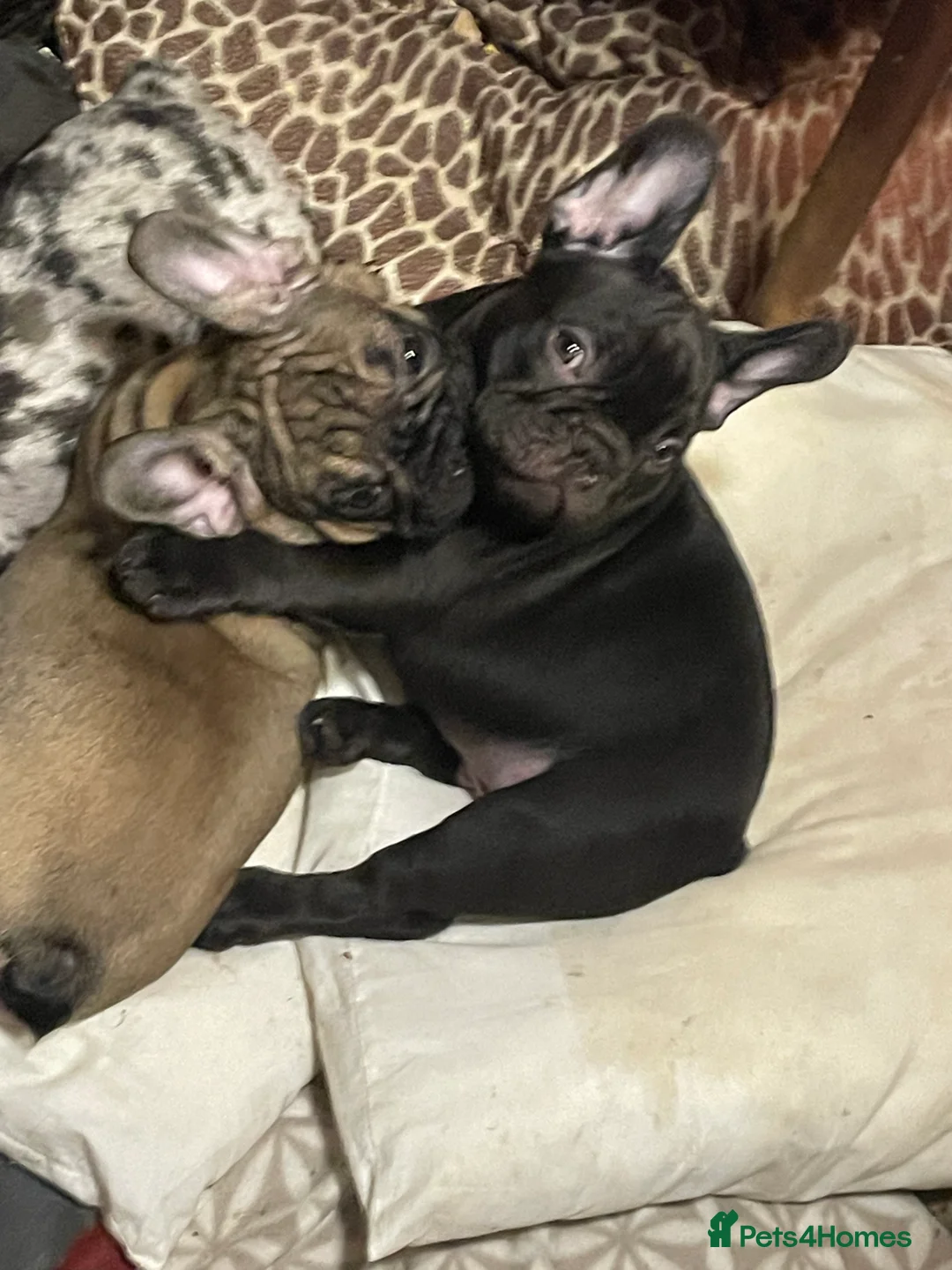 French Bulldog dogs for sale: Two boys left - Advert 3