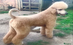 Standard Poodle dogs for sale: KC Standard Poodle Pups - Image 10