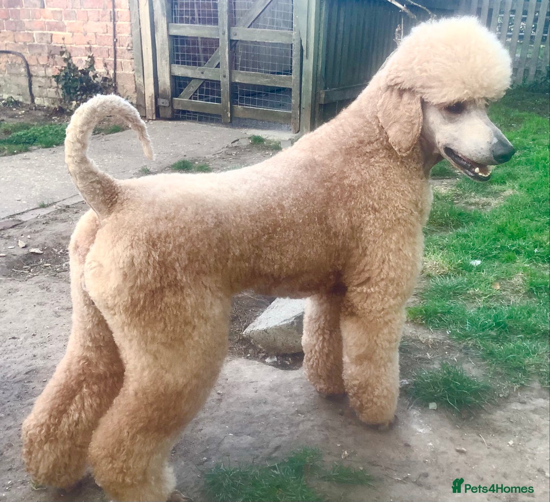 Standard Poodle dogs for sale: KC Standard Poodle Pups - Image 10