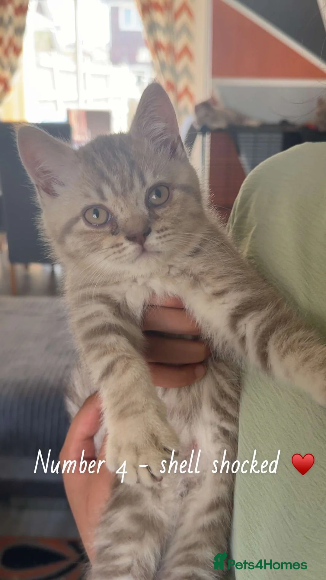 British Shorthair cats for sale:  Scottish fold x British Shorthair kittens  - Advert 2