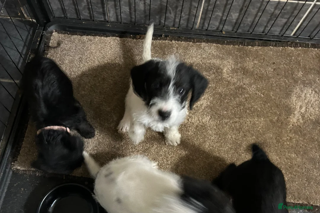 Jackapoo dogs for sale: Jackapoo puppies - Advert 2