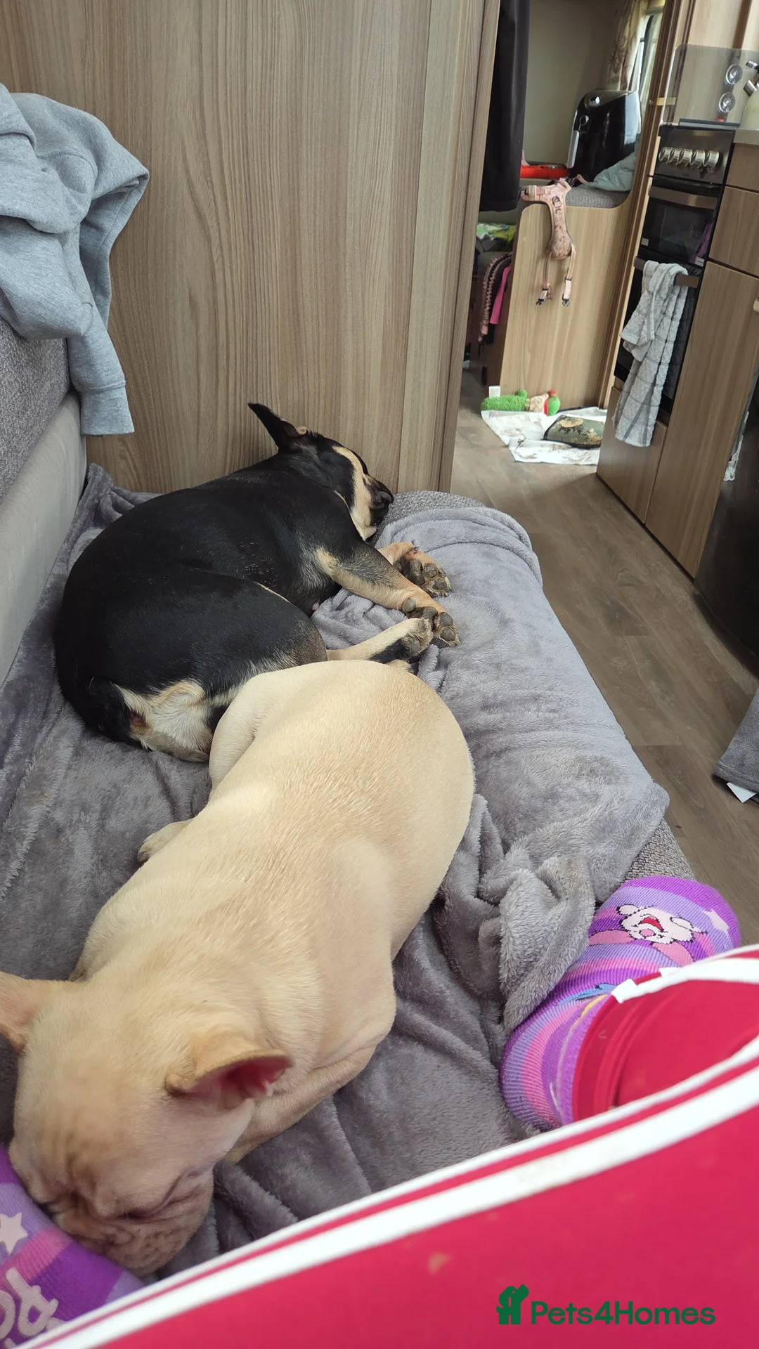 French Bulldog dogs for sale: 2 french bulldogs for sale (possibly together) in Runcorn - Advert 2