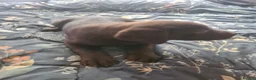 Labrador Retriever dogs for sale: Chocolate Labradors - Advert 8