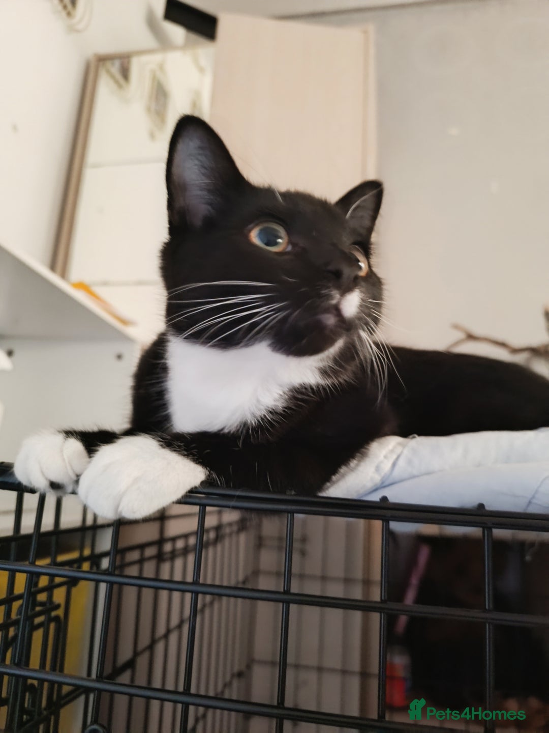 Mixed Breed cats for sale: Tux male kitten  - Advert 7