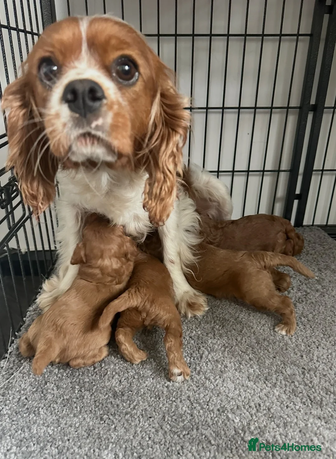 Cavapoo dogs for sale: Adorable red Cavapoos  - Advert 2