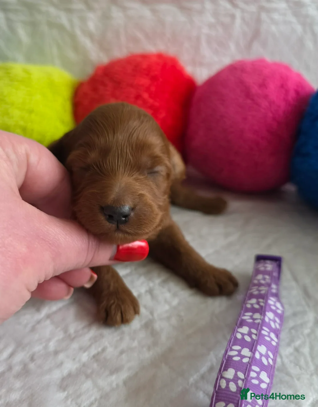 Australian Labradoodle dogs for sale:  👑 Multigen Toy Bred Australian Double Doodles 👑 - Advert 3