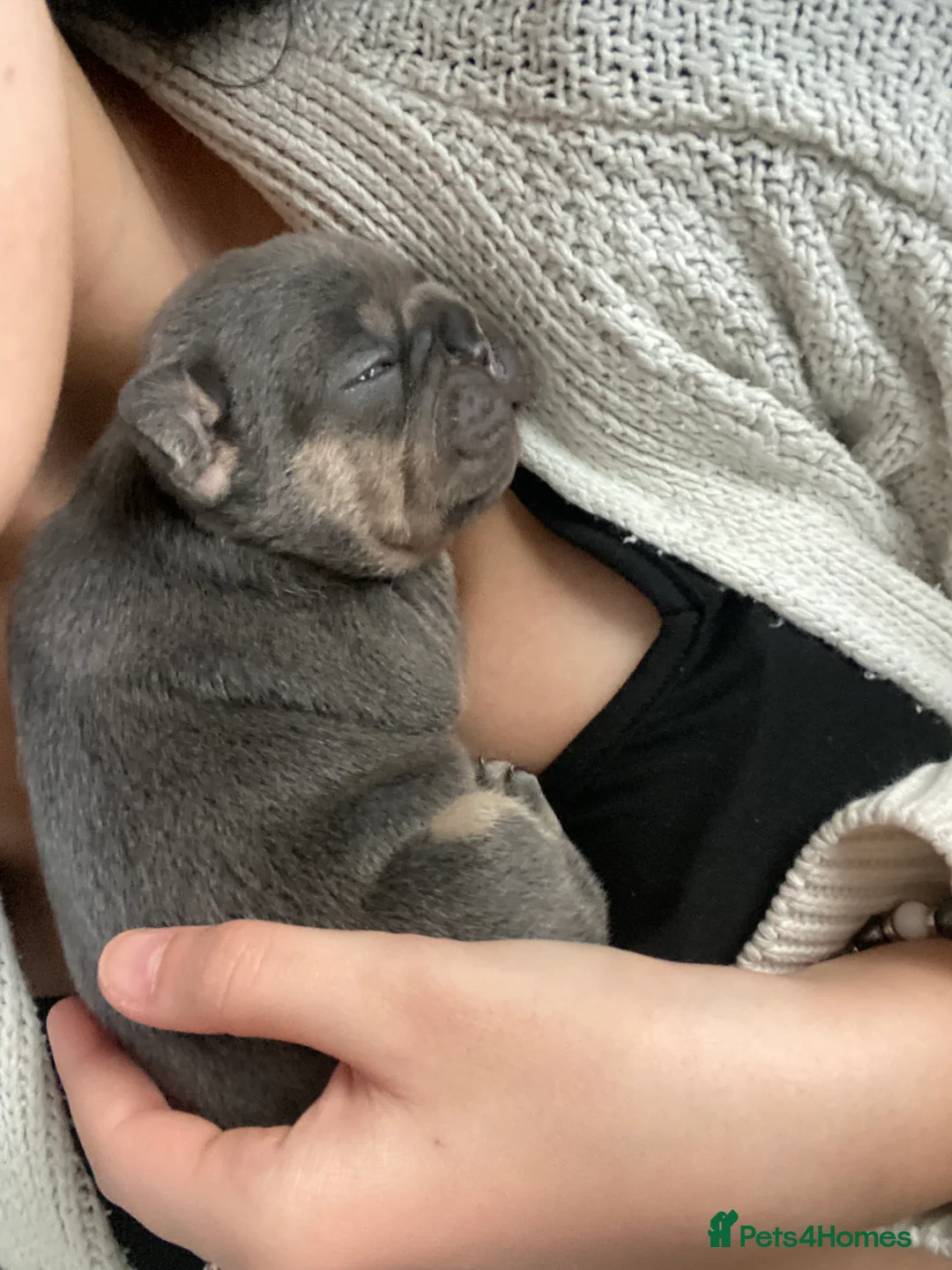 French Bulldog dogs for sale: Health tested kc reg blue/tan lilac tan puppies - Advert 6