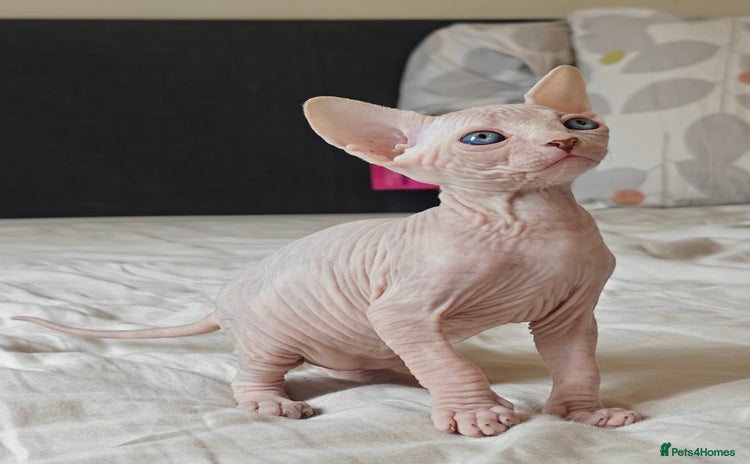 Sphynx cats in Bedford - Advert 1