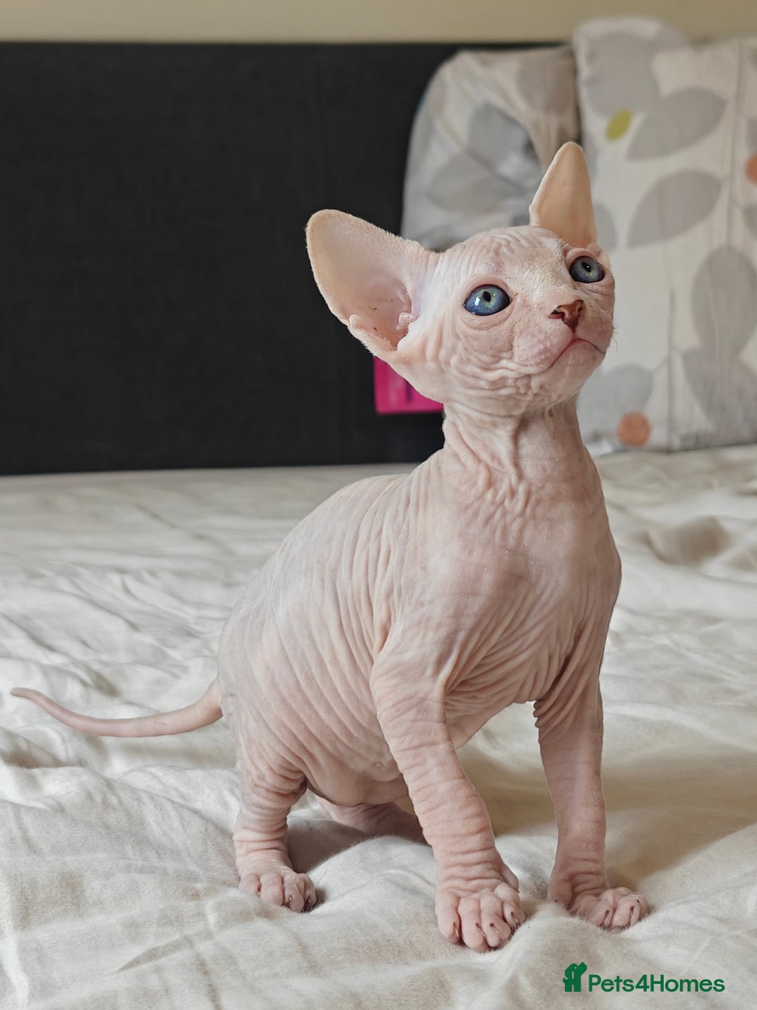 Sphynx cats for sale: Pedigree Sphynx Kitten in Bedford - Image 1