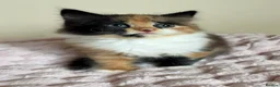 Mixed Breed cats for sale: Beautiful Fluffy Maine Coon Cross kitten  - Advert 1