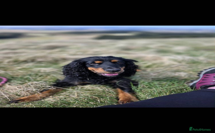 Cocker Spaniel dogs Cocker spaniel puppies - Advert 4