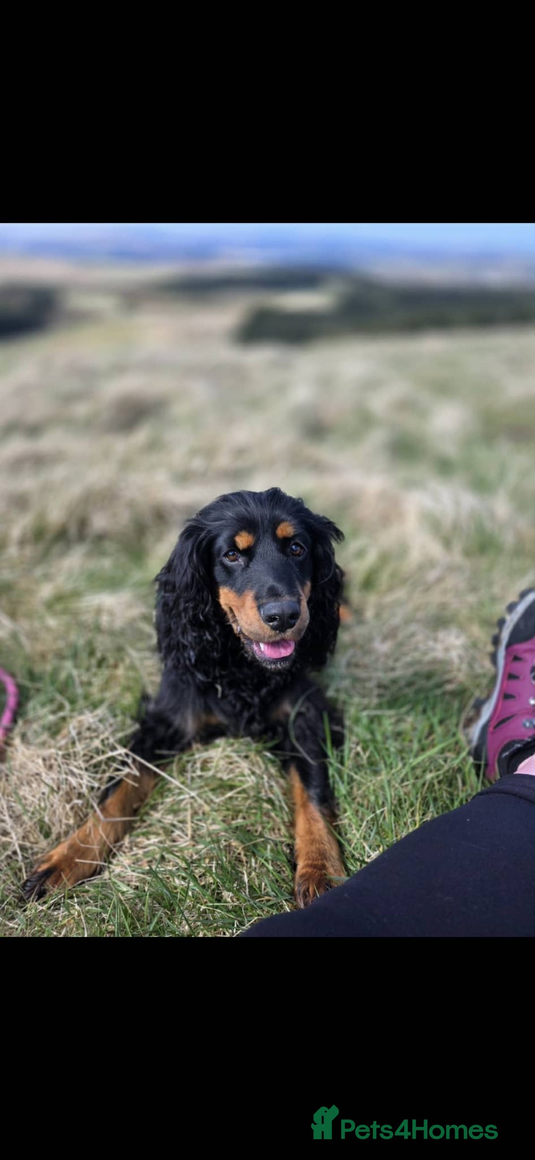 Cocker Spaniel dogs for sale: Cocker spaniel puppies - Advert 1