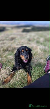 Cocker Spaniel dogs Cocker spaniel puppies - Advert 2