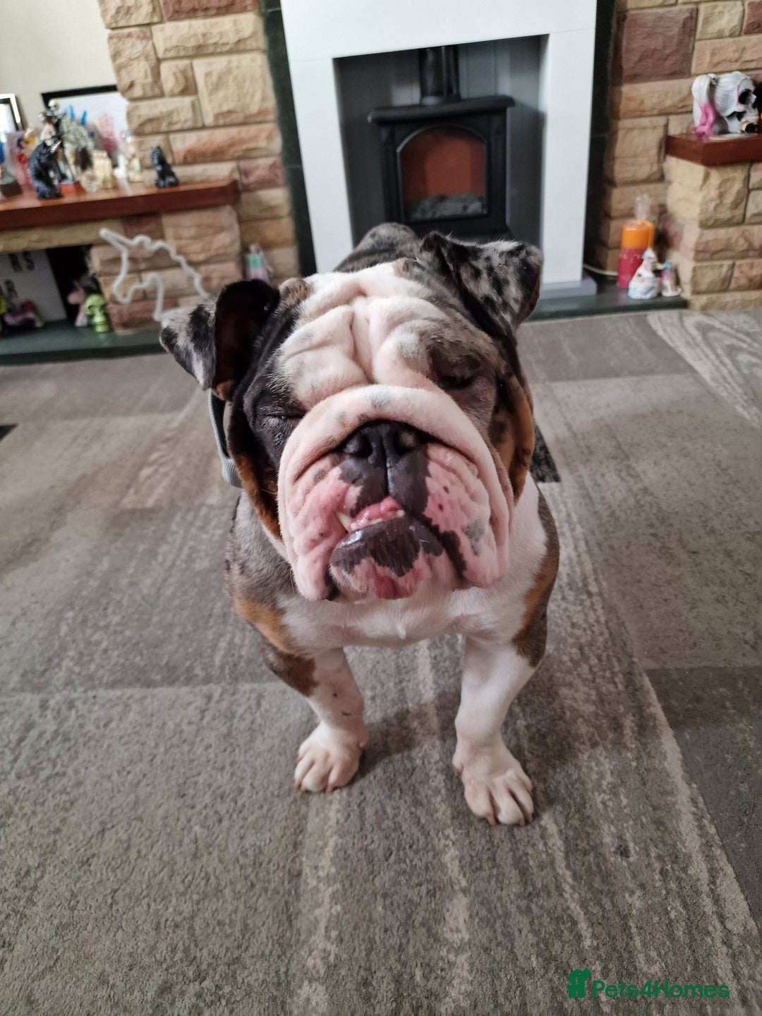English Bulldog dogs for sale: Female Merle Pebble English Bulldog  - Image 7