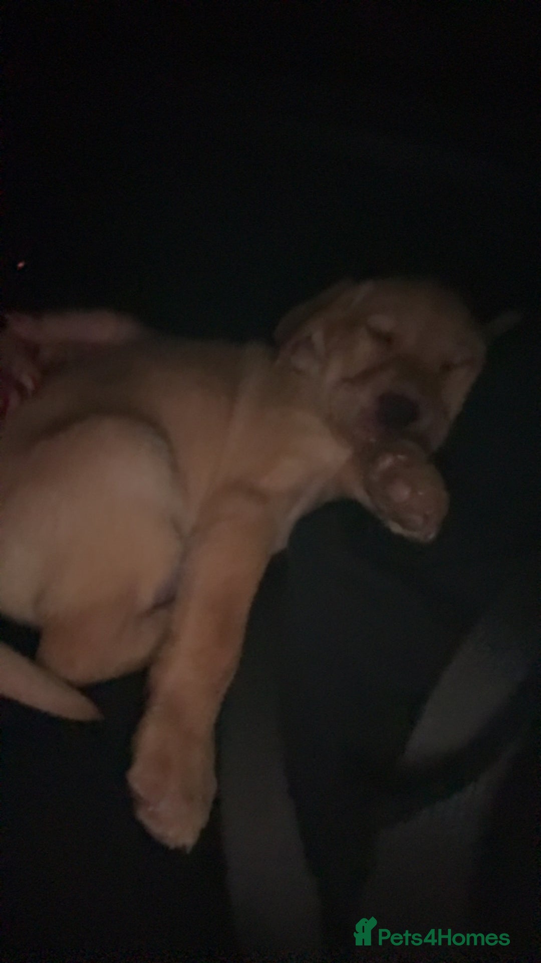 Labradoodle dogs for sale: Mr Miller Full Labradour Boy   - Advert 7