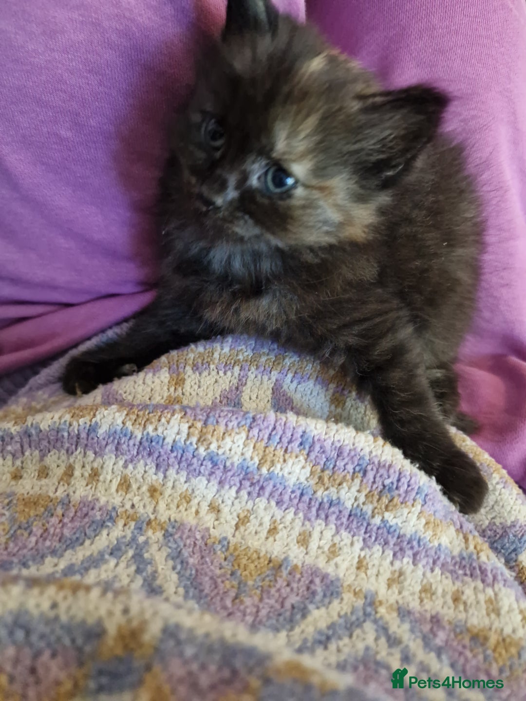European cats for sale: 4 adorable healthy kittens - Image 9