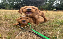 Labradoodle dogs for sale: Happy fun litter of medium sized Labradoodles  - Image 7