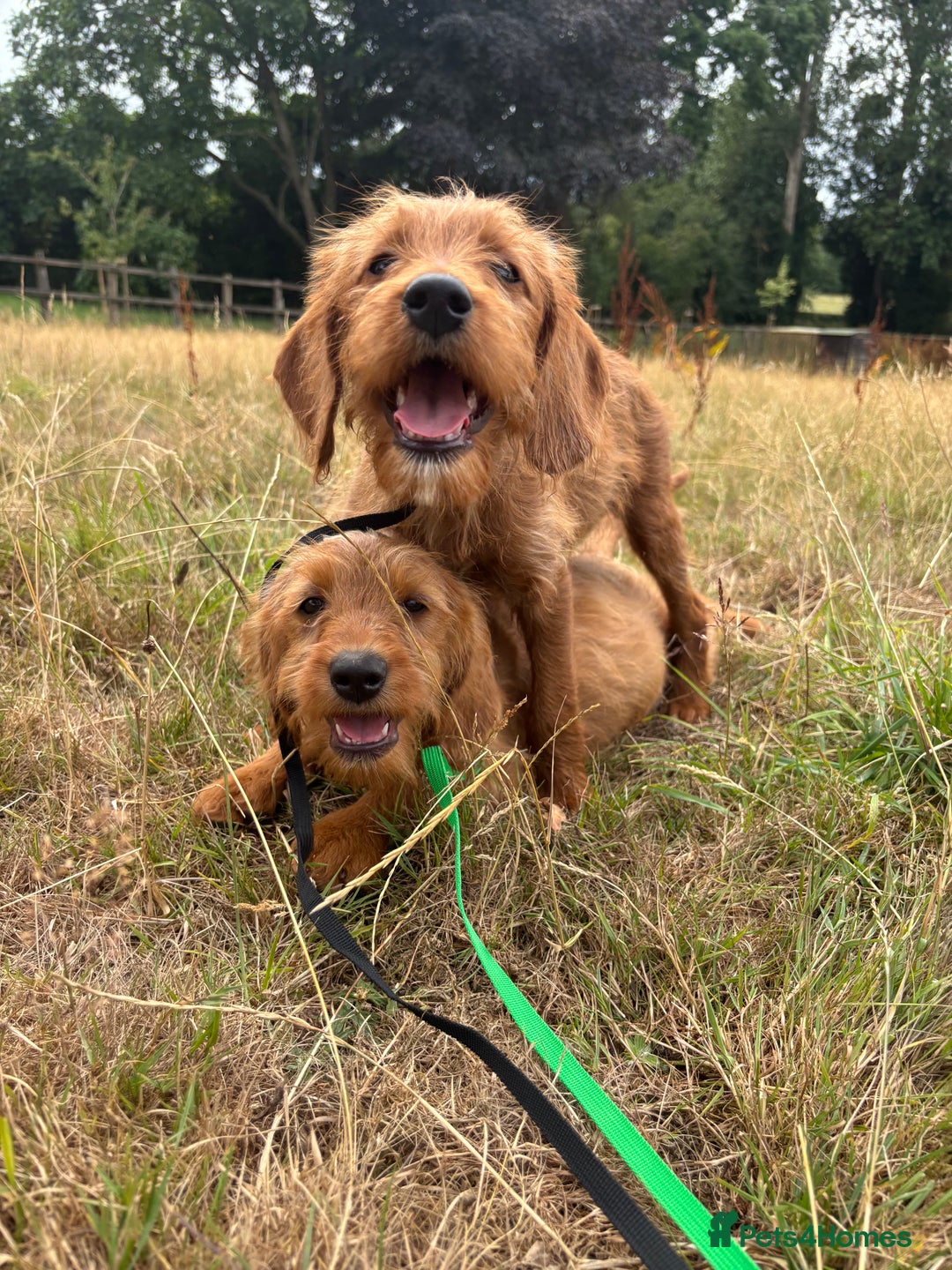 Labradoodle dogs for sale: Happy fun litter of medium sized Labradoodles  - Image 7