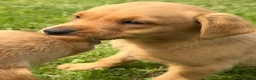 Labrador Retriever dogs for sale: 🧡Fabulous KC Fox Red Puppies.🧡 - Advert 8