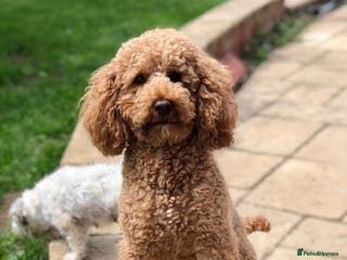 Miniature Poodle dogs KC registered miniature red poodle health tested in Alford - Advert 14