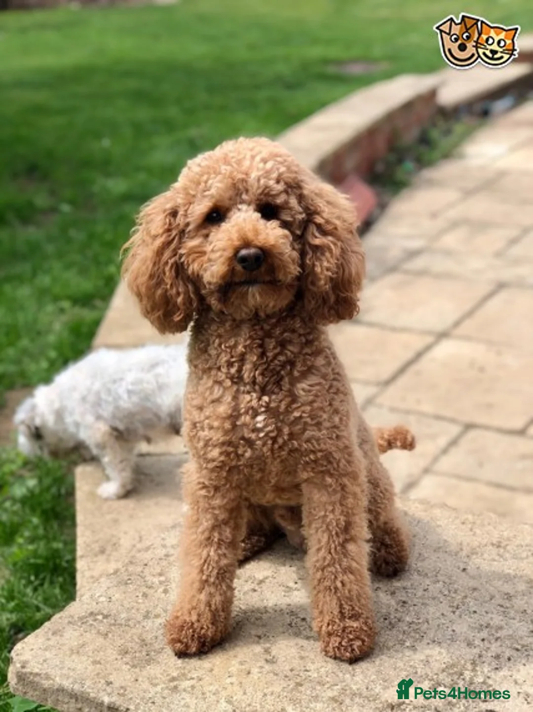 Miniature Poodle dogs for stud: KC registered miniature red poodle health tested in Alford - Advert 1
