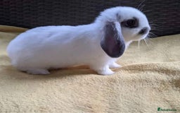 Mini Lop rabbits for sale: MINI LOP BUNNIES PEDIGREE  - Image 3