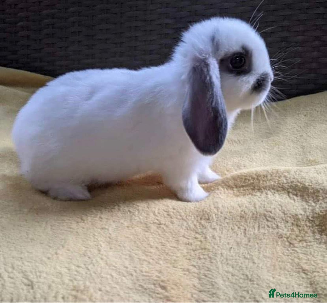 Mini Lop rabbits for sale: MINI LOP BUNNIES PEDIGREE  - Image 3