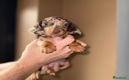 Miniature Dachshund dogs for sale: 🩷💙Stunning KC Mini Dachshund Puppies💙 - Image 10