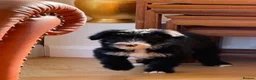 Bearded Collie dogs for sale: Beautiful Bearded Collie Puppies  - Advert 8