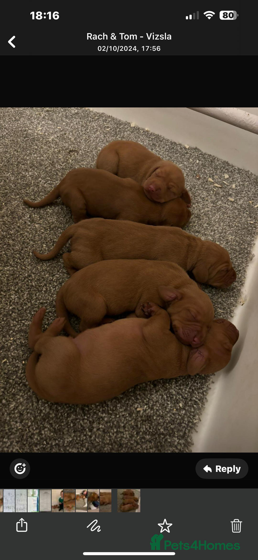 Hungarian Vizsla dogs for stud: Hungarian Vizsla proven stud  - Image 4