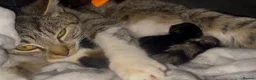 Mixed Breed cats for sale: Beautiful little Gizmo(Gizzy) kitten in Hayling Island - Advert 11