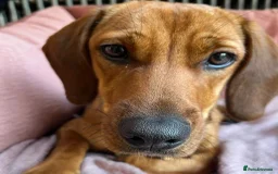 Mixed Breed dogs for adoption: Woody (Mini hound mix) - Advert 1