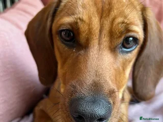 Mixed Breed dogs Woody (Mini hound mix) - Advert 17