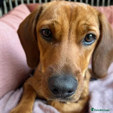 Mixed Breed dogs Woody (Mini hound mix) - Advert 1