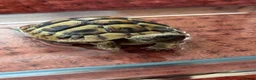Hermann Tortoise reptiles for sale: Hermann Tortoise in Blackwood - Advert 13