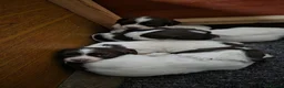 English Springer Spaniel dogs for sale: Stunning Springer pups for sale - Advert 3