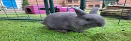 Mixed Breed rabbits for sale: Beautiful Rabbits - READY TO RESERVE - Advert 14