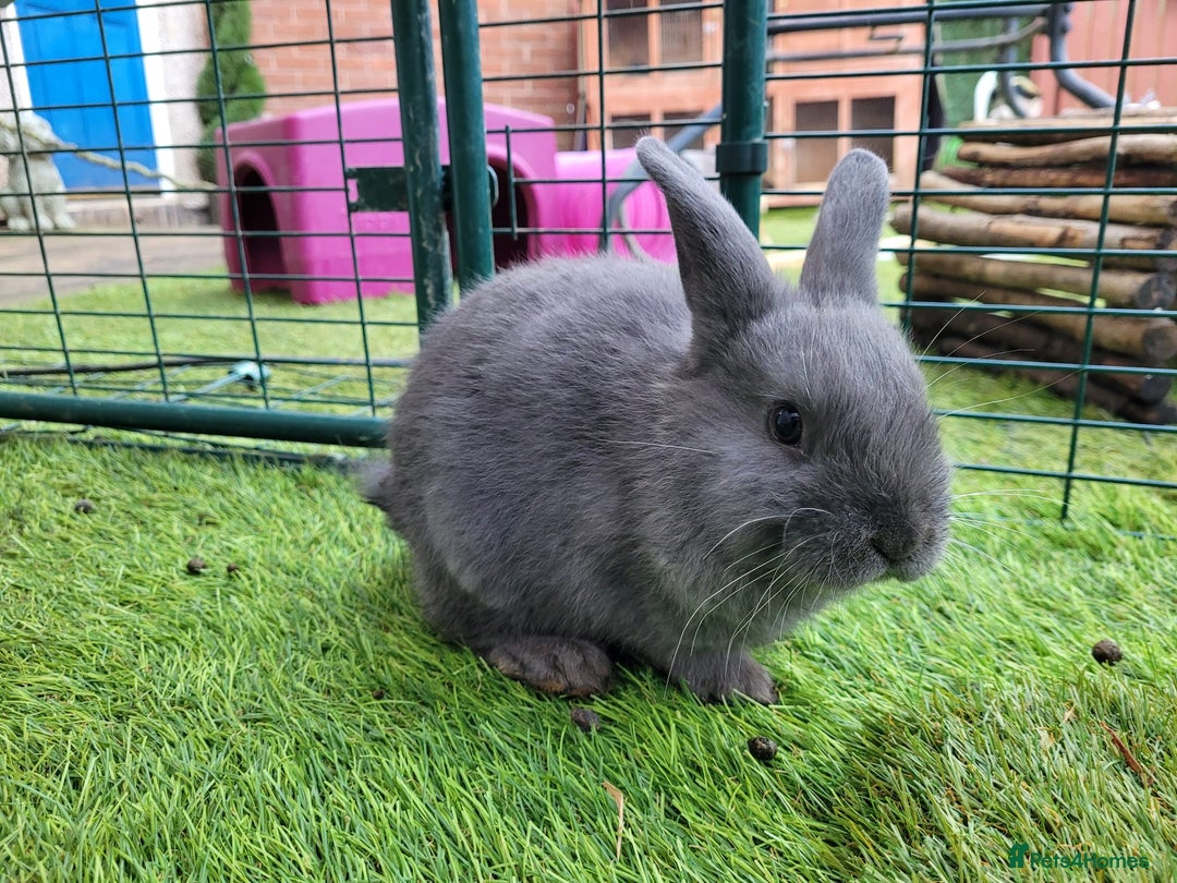 Mixed Breed rabbits for sale: Beautiful Rabbits - READY TO RESERVE - Advert 14