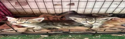 Mixed Breed cats for sale: 6 Remaining kittens looking for their forever home - Advert 7